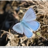 polyom bellargus imago4 kher